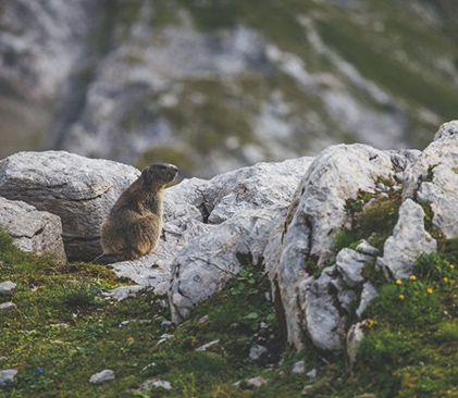 marmotte dans le Parc National de la Vanoise - Unsplah