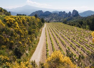 Dentelles Montmirail